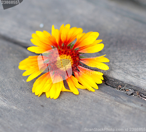 Image of yellow flower