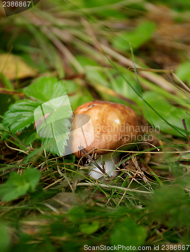 Image of Forest Mushroom