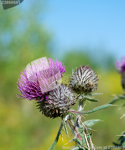 Image of Thistle