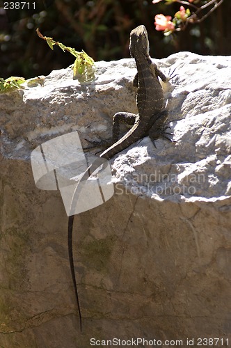 Image of Lizard