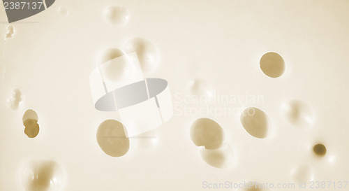 Image of Roquefort cheese
