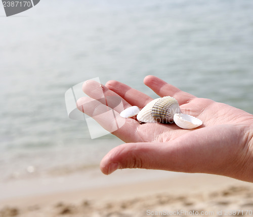 Image of Scallop