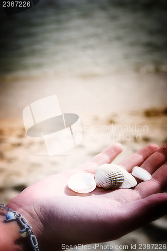 Image of Scallop