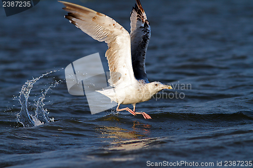 Image of beautiful gull taking its flight