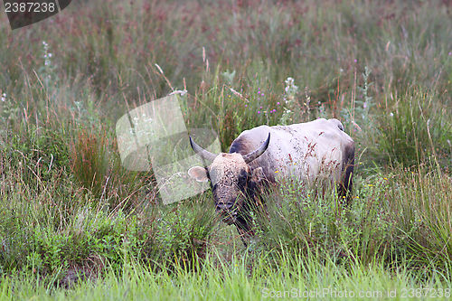 Image of big bull on the swamp