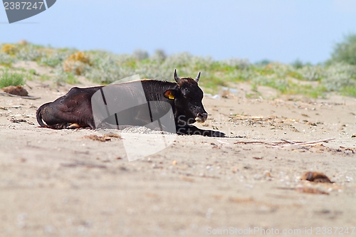 Image of big bull standing on the beach