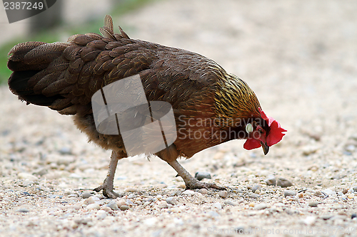 Image of brown hen