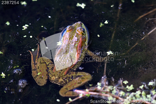 Image of closeup shot of a frog