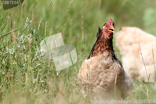 Image of colorful hen running in the grass