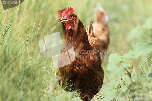 Image of colorful hen running
