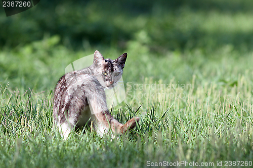 Image of curious kitten in the field