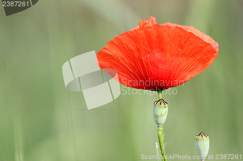 Image of detail of a red poppy