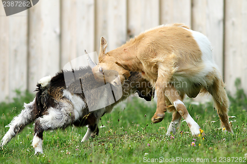 Image of farm animals fighting