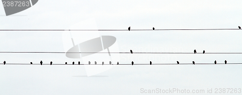 Image of flock of starlings