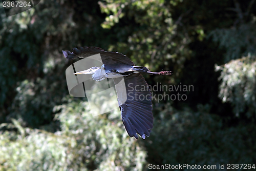 Image of grey heron flying near the forest