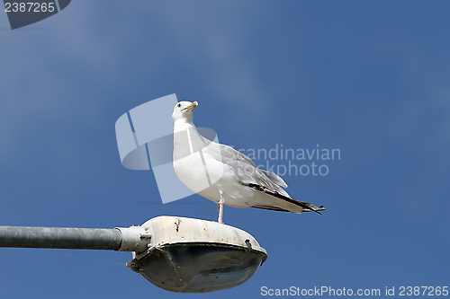 Image of gull over blue sky