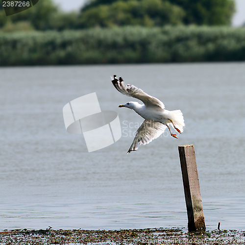 Image of gull taking flight from a wooden pile