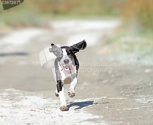 Image of happy running dog