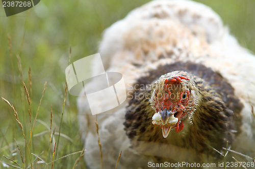 Image of hen eating bread