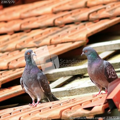 Image of pair of pigeons on damaged roof