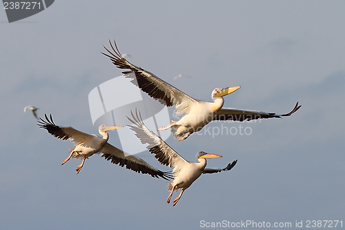 Image of pelicans in flight