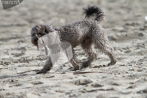 Image of poodle on the beach