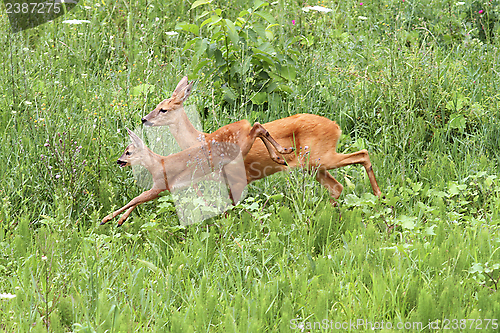Image of roe deer doe and calf jumping