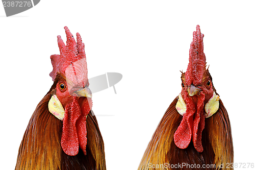 Image of rooster portrait isolated on white background