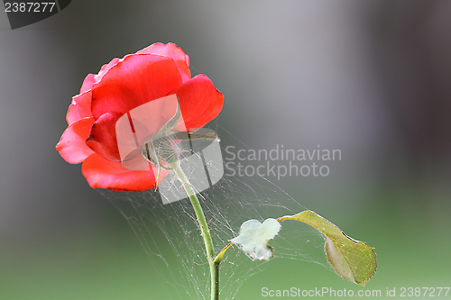 Image of spider net on red rose