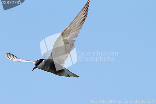 Image of sterna hirundo in flight