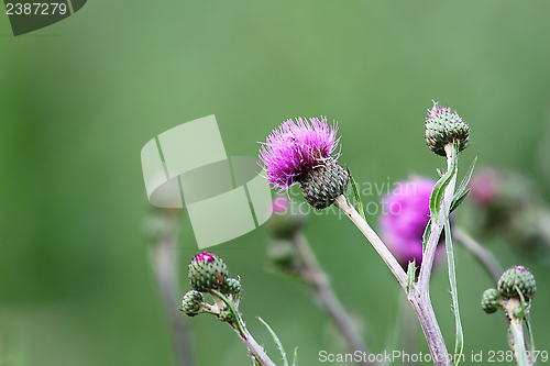 Image of thistle in bloom