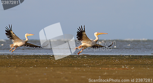 Image of two pelicand in flight