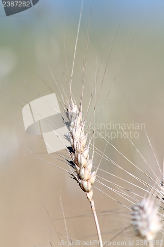 Image of wheat plant in the field