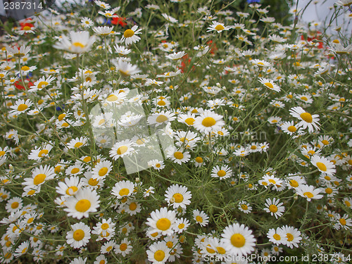 Image of Camomile flower