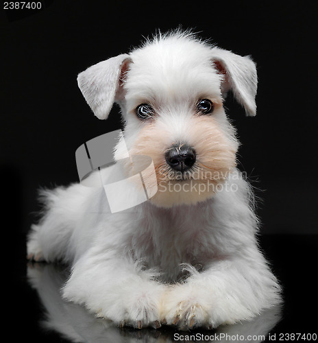 Image of White miniature schnauzer puppy