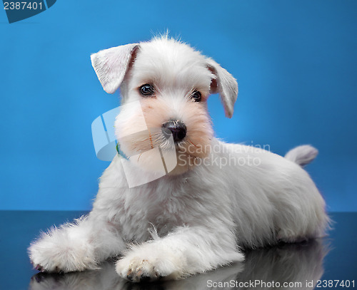 Image of White miniature schnauzer puppy