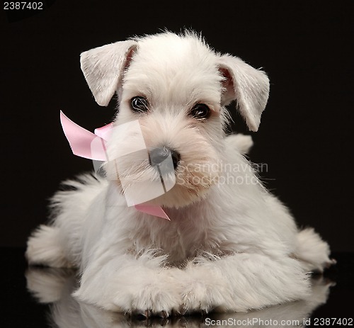 Image of White miniature schnauzer puppy