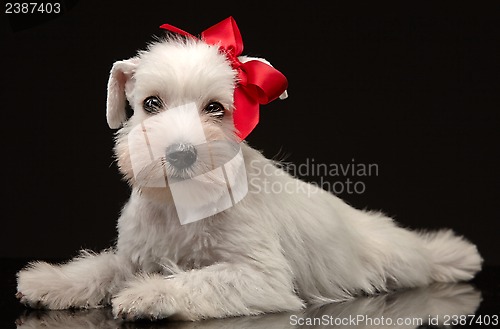 Image of White miniature schnauzer puppy