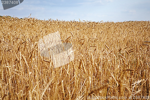 Image of harvesting time