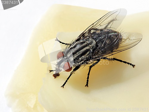 Image of Fly on a cheese
