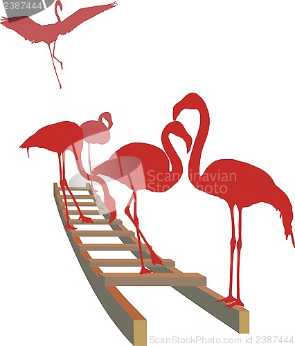 Image of Flamingos on the ladder