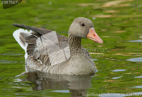 Image of Greylag Goose