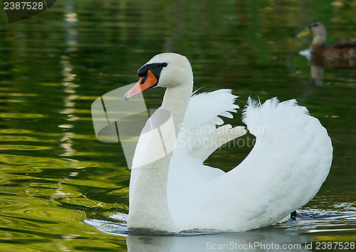 Image of Muted Swan