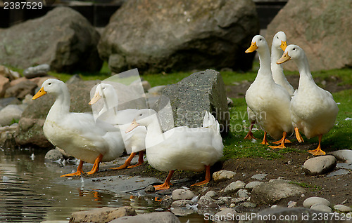 Image of Ducks