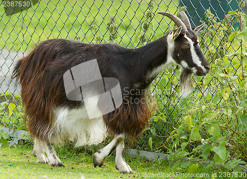 Image of Goat