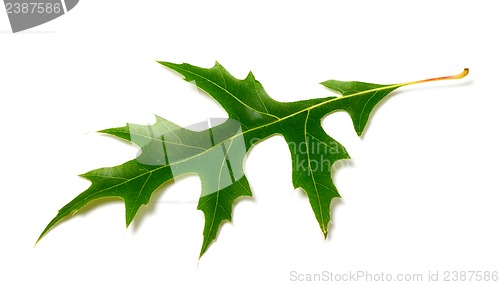 Image of Green leaf of oak (Quercus palustris) on white background