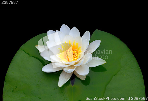 Image of Victoria amazonica, water lily