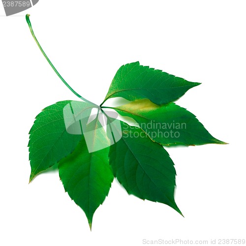 Image of Green leaf isolated on white background