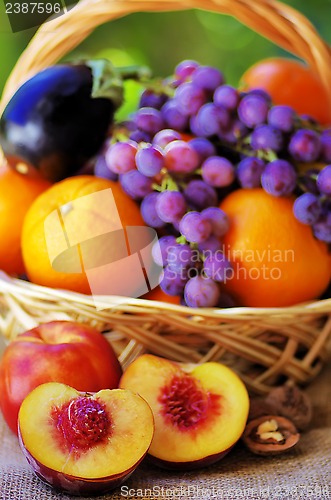 Image of Basket full of citrus fruits and peaches