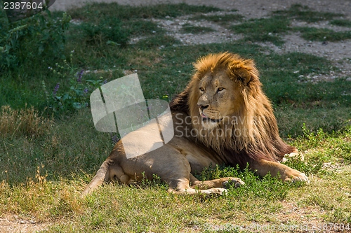 Image of Male lion lying